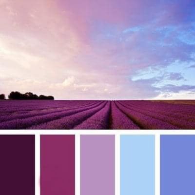 aktuelle Lavendel- Palette
